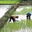 San Mart&iacute;n: Productores de arroz se ven seriamente afectados por presencia de plaga que ataca cultivos - Este cereal constituye el principal cultivo de unos 14,500 productores, que producen alrededor de 100,000 hect&aacute;reas al a&ntilde;o, seg&uacute;n se inform&oacute;