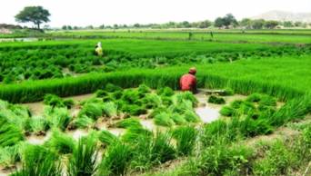 Agricultores de la regi&oacute;n San Mart&iacute;n contar&aacute;n con m&aacute;s de 100 toneladas de semilla de arroz para incrementar producci&oacute;n