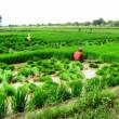Agricultores de la regi&oacute;n San Mart&iacute;n contar&aacute;n con m&aacute;s de 100 toneladas de semilla de arroz para incrementar producci&oacute;n - Seg&uacute;n INIA, producci&oacute;n corresponde a primera campa&ntilde;a agr&iacute;cola del a&ntilde;o que se realiz&oacute; en el marco de las acciones de prevenci&oacute;n frente al Fen&oacute;meno el Ni&ntilde;o