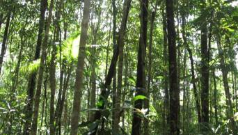 Servicios ecosist&eacute;micos generan ingresos por S/ 191 millones en la regi&oacute;n San Mart&iacute;n