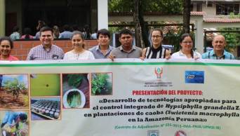 Plantaciones de caoba en la Amazon&iacute;a peruana amenazadas por �Polilla Barrenadora�