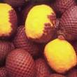 Aguaje, ungurahui y cacao silvestre pueden liderar oferta exportadora no forestal - 
