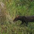 El perro de monte, el animal en extinci&oacute;n que fue visto en la Amazon&iacute;a despu&eacute;s de 30 a&ntilde;os - 