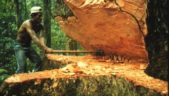 Comisi&oacute;n Multisectorial adscrita a la PCM crea 2 nuevos grupos de trabajo contra la extracci&oacute;n Ilegal de madera