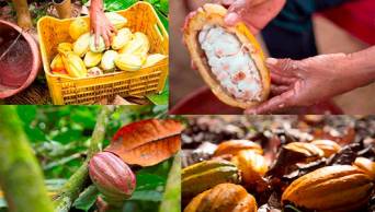 Estiman que el VRAEM podr&iacute;a convertirse dentro de 10 a&ntilde;os en la nueva gran despensa mundial de cacao