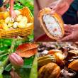 Estiman que el VRAEM podr&iacute;a convertirse dentro de 10 a&ntilde;os en la nueva gran despensa mundial de cacao - Gracias a crecimiento sostenido de las exportaciones de este cultivo, seg&uacute;n afirm&oacute; el presidente ejecutivo de Devida, Alberto Ot&aacute;rola