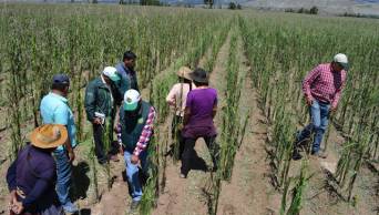 Jun&iacute;n: Director regional de Agricultura demanda se declare en estado de emergencia al sector agrario
