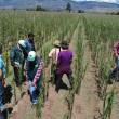 Jun&iacute;n: Director regional de Agricultura demanda se declare en estado de emergencia al sector agrario - Afirma que la actual campa&ntilde;a agr&iacute;cola, la m&aacute;s cruel de las &uacute;ltimas cinco campa&ntilde;as, ya dej&oacute; m&aacute;s de 6 millones de soles en p&eacute;rdidas