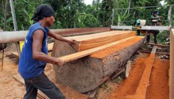 Ministerio de la Producci&oacute;n  busca elevar oferta de madera en San Mart&iacute;n, Hu&aacute;nuco y Madre de Dios