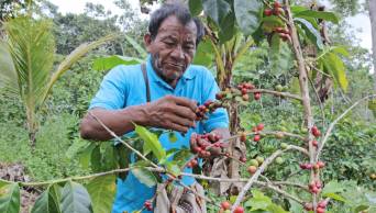 MINAGRI anuncia renovaci&oacute;n de 38 mil  ha de cafetales afectados por la roya