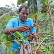 MINAGRI anuncia renovaci&oacute;n de 38 mil  ha de cafetales afectados por la roya - 