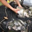 GORESAM iniciar&aacute; agresiva campa&ntilde;a de repoblaci&oacute;n de cochas y lagunas de la regi&oacute;n San Mart&iacute;n, con alevines de Tilapia y Paiche - Con el prop&oacute;sito de implementar un programa de complementaci&oacute;n alimentaria para los estudiantes de escasos recursos de las zonas rurales