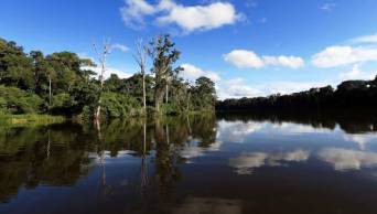 PNUD y Noruega ayudar&aacute;n en conservaci&oacute;n de bosques amaz&oacute;nicos en Per&uacute;