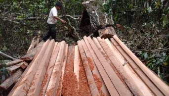 Sistema de monitoreo de deforestaci&oacute;n reporta 233 casos en Ucayali
