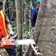 MINAGRI aprueb&oacute; lista de especies forestales maderables con fines comerciales - 