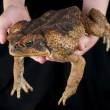 Hallan ranas gigantes consideradas en extinci&oacute;n en la selva central, regi&oacute;n Jun&iacute;n - 
