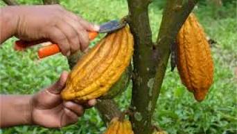 Hu&aacute;nuco: El Cacao arom&aacute;tico ser&aacute; el producto de bandera de esta regi&oacute;n, en Expoamaz&oacute;nica 2016