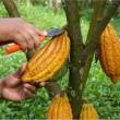 Hu&aacute;nuco: El Cacao arom&aacute;tico ser&aacute; el producto de bandera de esta regi&oacute;n, en Expoamaz&oacute;nica 2016 - Varias ONG y programas de desarrollo alternativo promueven este tipo de cultivo, que permite mejorar las condiciones de vida de miles de familias