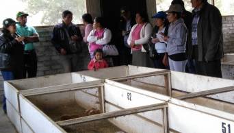 INIA capacita a productores en crianza tecnificada de cuyes en la regi&oacute;n Hu&aacute;nuco