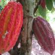 LA RUTA DEL CACAO: la semilla que cambi&oacute; la vida de muchos en Tarapoto - 