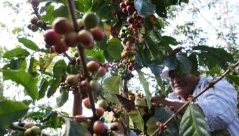 Agroturismo es oportunidad de desarrollo en la selva central de Jun&iacute;n