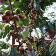 Agroturismo es oportunidad de desarrollo en la selva central de Jun&iacute;n - 