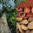 Selva Exportadora impulsar&aacute; producci&oacute;n de madera y casta&ntilde;a en Madre de Dios - 