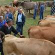 Proponen reactivar fondo nacional de ganado lechero en la regi&oacute;n San Mart&iacute;n - 