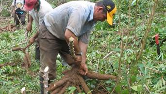 Regi&oacute;n San Mart&iacute;n declara de importancia regional a siete productos de la zona