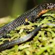 Per&uacute; presenta nuevas especies y se consolida como potencia biol&oacute;gica - 