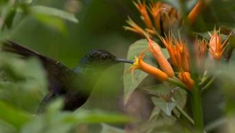 Registran m&aacute;s de 600 especies de orqu&iacute;deas en Parque Yanachaga Chemill&eacute;n, en la regi&oacute;n Pasco