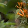Registran m&aacute;s de 600 especies de orqu&iacute;deas en Parque Yanachaga Chemill&eacute;n, en la regi&oacute;n Pasco - 