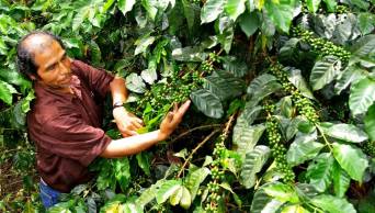 Selva Exportadora fortalecer&aacute; las cadenas productivas de San Mart&iacute;n