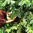 Selva Exportadora fortalecer&aacute; las cadenas productivas de San Mart&iacute;n - 