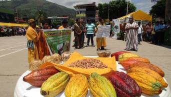 Cacao org&aacute;nico de Hu&aacute;nuco llega a mercados de Dinamarca