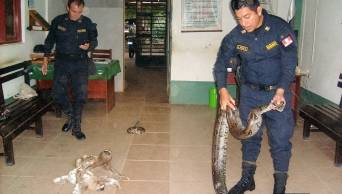 Polic&iacute;a rescata animales silvestres de vivienda en regi&oacute;n San Mart&iacute;n