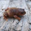 Descubren 150 nuevas especies de flora y fauna en el Per&uacute;, inform&oacute; el SERFOR - 