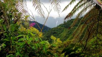 Ronderos retienen a guardaparques de Bosque de Protecci&oacute;n Alto Mayo
