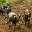 MINAGRI proyecta crecimiento de 6% anual de ganader&iacute;a en pr&oacute;ximos a&ntilde;os - www.minagri.gob.pe - 