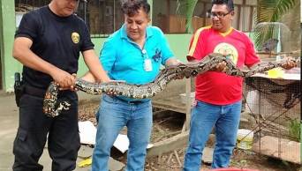 Rescatan a animales silvestres de pobladores de Sauce en Tarapoto
