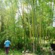Aprueban marco metodol&oacute;gico del inventario forestal y de fauna silvestre - 