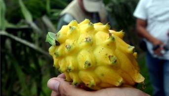 Fortalecen a cadenas productivas de Sacha Inchi y Pitahaya de Amazonas
