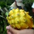 Fortalecen a cadenas productivas de Sacha Inchi y Pitahaya de Amazonas - 