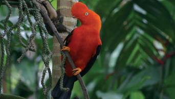 Conozca las 10 aves emblem&aacute;ticas que debes conocer del Per&uacute;
