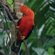 Conozca las 10 aves emblem&aacute;ticas que debes conocer del Per&uacute; - 