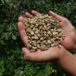 MINAGRI extiende plazos de financiamiento para cafetaleros - www.minagri.gob.pe - 