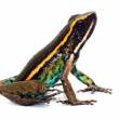 Descubren nueva especie de rana �Ameerega shihuemoy� en la Reserva Comunal Amarakaeri - MANU - 