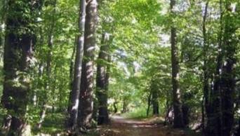 SERFOR prepublica propuesta para otorgamiento de concesi&oacute;n de bosques - www.serfor.gob.pe