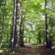SERFOR prepublica propuesta para otorgamiento de concesi&oacute;n de bosques - www.serfor.gob.pe - 
