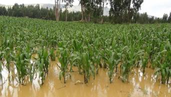 M&aacute;s de 8,000 hect&aacute;reas tienen seguro agr&iacute;cola comercial en zona norte del pa&iacute;s